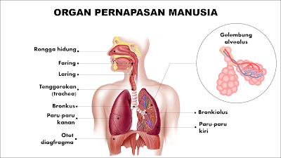 Mengenal Organ Pernapasan Manusia