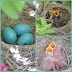 Baby Birds Hatching To Leaving The Nest In 5 Minutes!