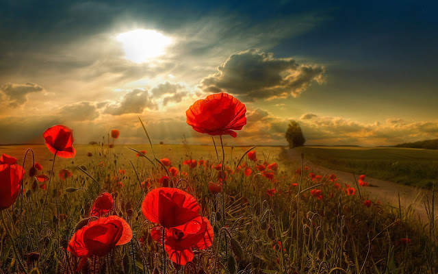 Red Poppy Flowers Picture