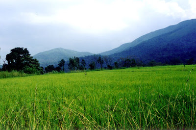  Paddy Rice Field Pic.