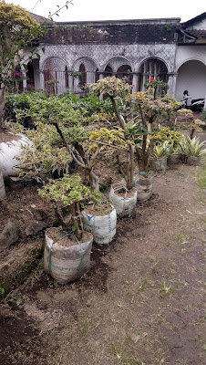 JUAL POHON BONSAI BOUGENVILLE (bunga kertas) | JASA TUKANG TAMAN | JUAL TANAMAN HIAS ONLINE