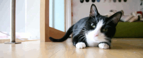 Kumpulan 21 Animasi Kucing Ngantuk Bergerak - ANIMASI DAN 