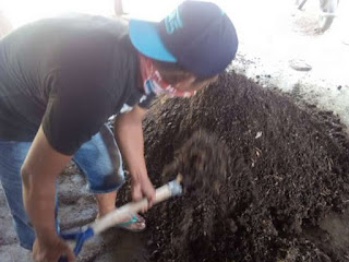 Pembuatan Pupuk Bokashi pupuk organik padat