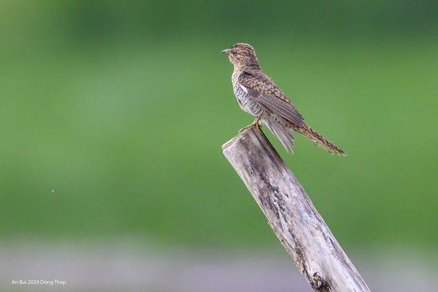 An Bui 2024 Dong Thap - Plaintive cuckoo (Tìm vịt) - Female