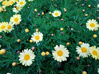 黄色いマーガレットの花の画像