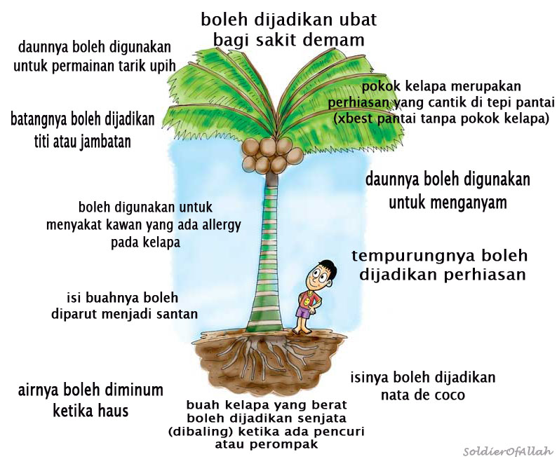 s0ldier 0f Allah pokok  kelapa