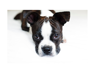 Boston Terriers are intelligent dogs that respond well to positive reinforcement training methods. Early training in basic obedience commands such as "sit," "stay," and "come" will help establish a strong bond between you and your dog.