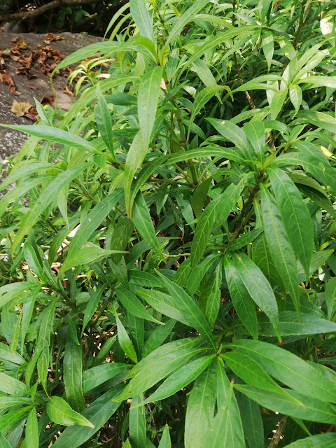 Strobilanthes adenophora