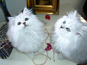 Chinchilla Persian Cat Photography (persian chinchilla )