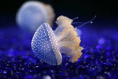 Beautiful Underwater Stunning Photos