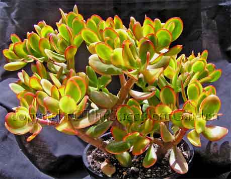 Crassula ovata ‘Hummel’s Sunset’