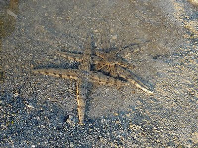 Sand-sifting sea stars, Archaster typicus