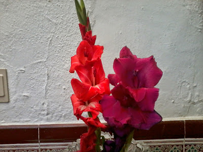 gladiolus