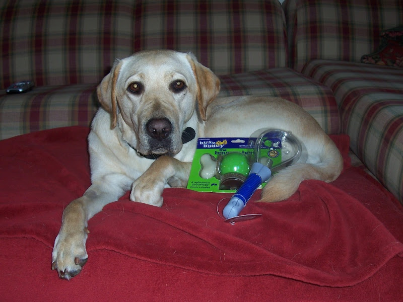 a sleepy looking Cabana on a red fleece blanket with a few visible dog hairs scattered about, new items placed in front of her