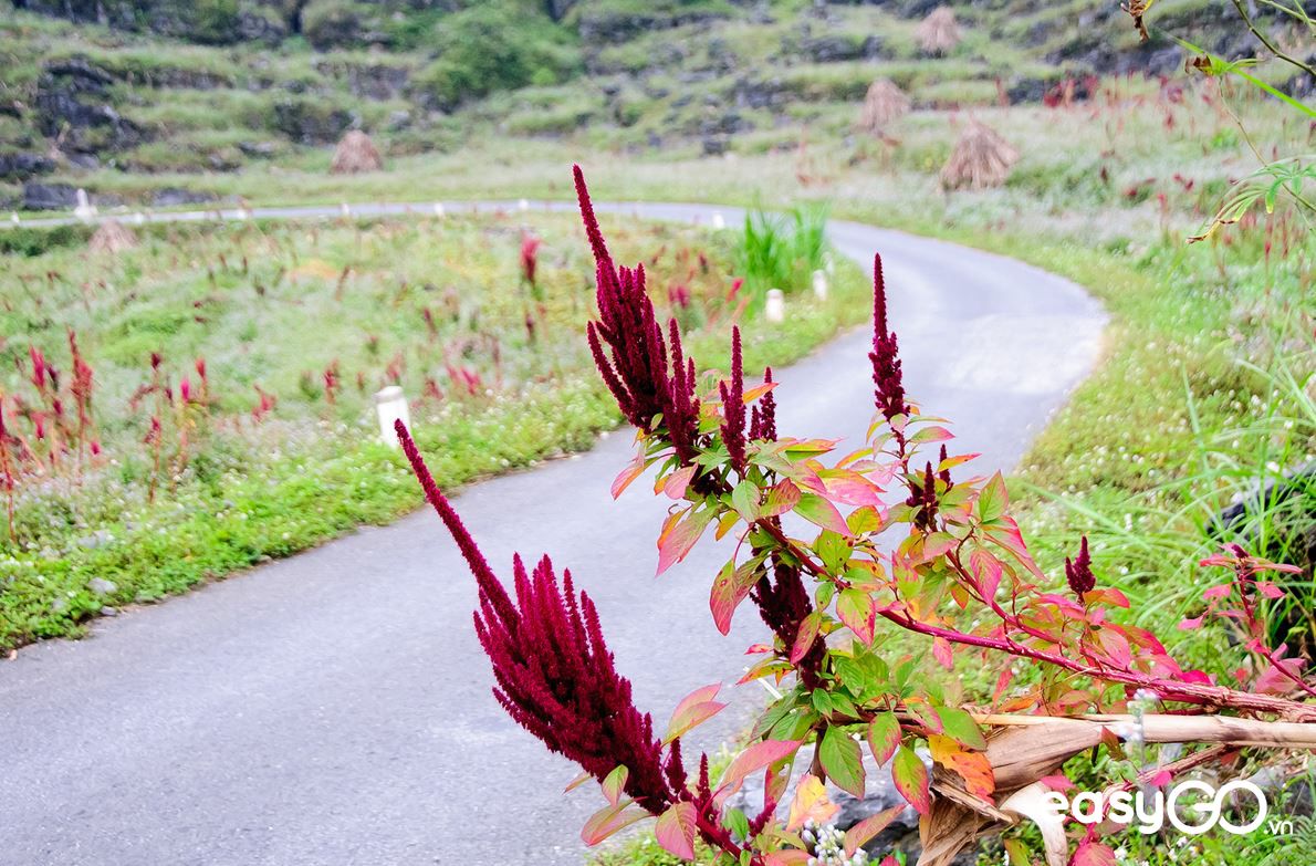 du lịch Hà Giang tháng 10