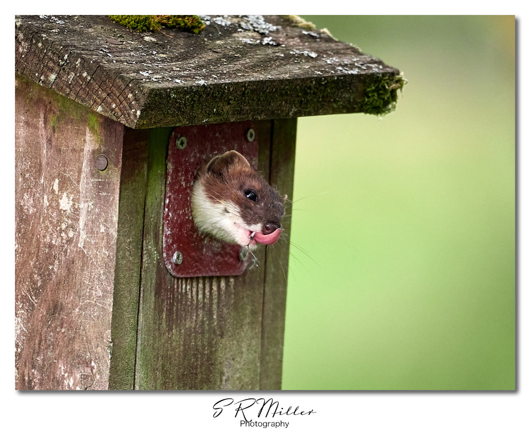 Stoat in nest box