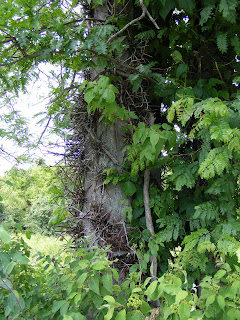 Locust Tree at Fallen Timbers