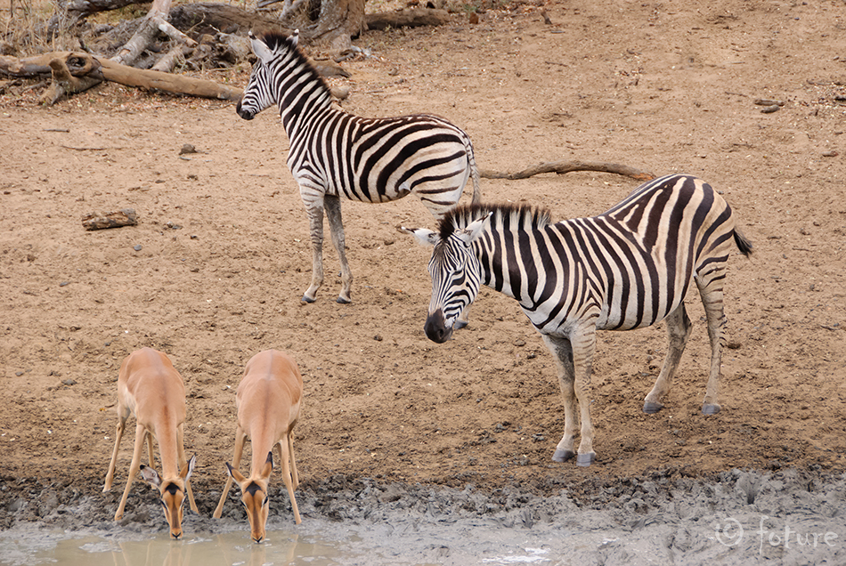 Savannisebra, Equus quagga burchellii, Burchell's zebra, sebra