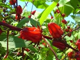 Khasiat Tanaman Bunga Rosella Untuk Kesehatan