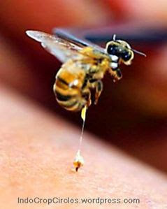 Obat AIDS: Melittin Pada Racun Lebah Mampu Bunuh HIV