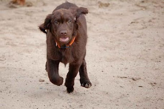 Flat Coated Retriever Puppies Picture