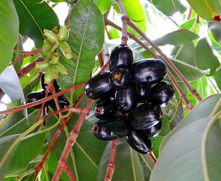 Black plums (Syzygium cumini) for diabetes patients
