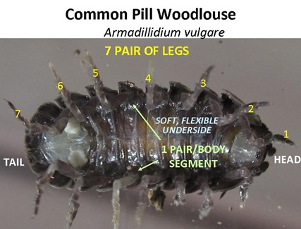 Woodlouse ID