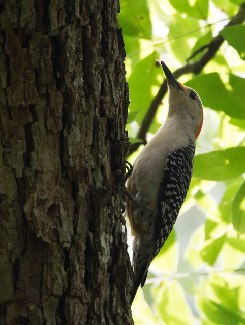 Red-bellied Woodpecker