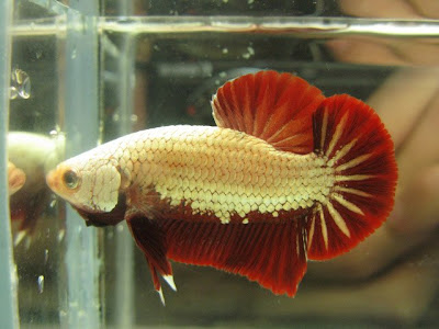 red dragon betta