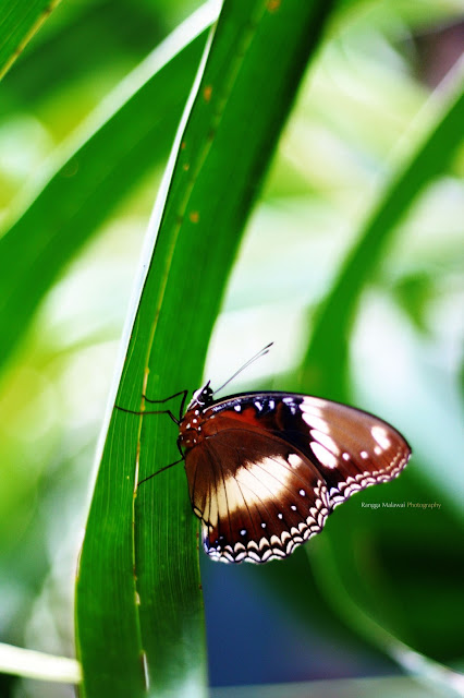 Belajar Photography, animals, butterfly