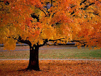 Autumn leaves