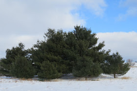 white pines
