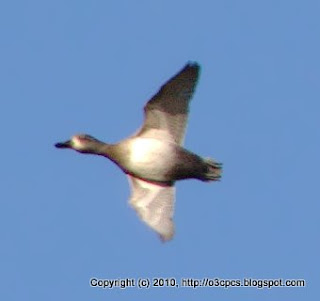 Ring-necked Ducks