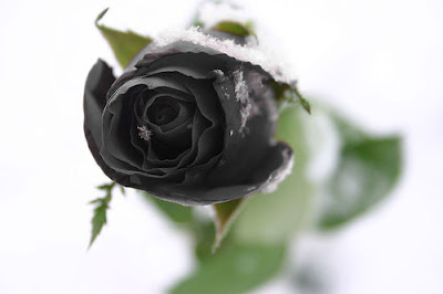 Black Roses