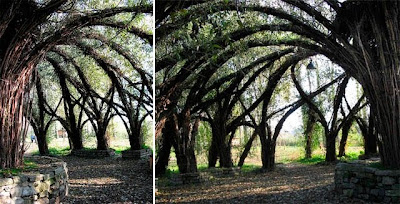 Amazing! Plants & Trees and how we use it naturally Seen On coolpicturesgallery.blogspot.com