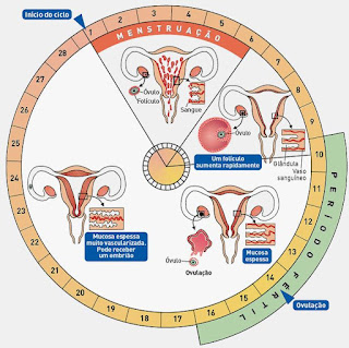 calendario menstrual dias fertiles, calculadora de dias fertiles para concebir niña, calculadora fertil, ciclo menstrual dias fertiles, dias fertiles de una mujer irregular, dias fertiles e infertiles, calculadora de ovulacion exacta y dias fertiles, que dias puedo quedar embarazada, calculadora de ovulacion y dias fertiles, 