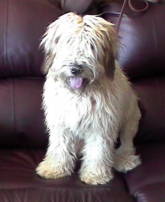 Soft Coated Wheaten Terrier