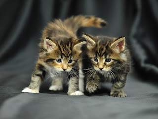 Maine Coon Kittens Pictures