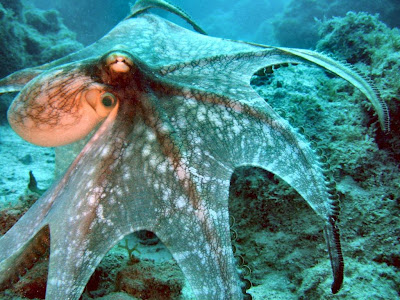 Octopus Photo