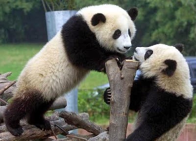 Gambar Dan Foto Lucu Panda Serta Asal Usul Panda