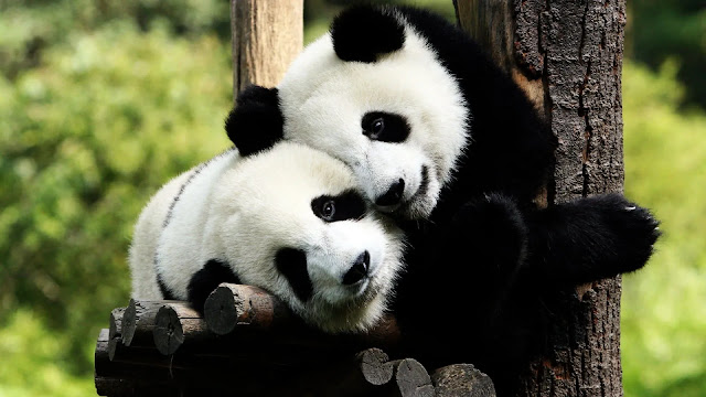 Cute Pandas