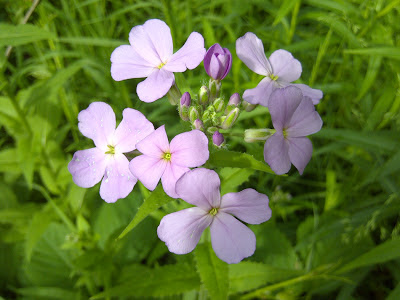 Phlox