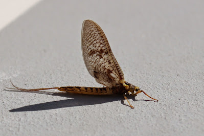 - Driehoekeendagsvlieg - Ephemera vulgata