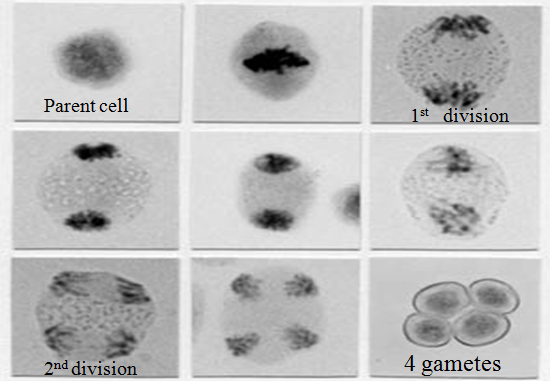 Meiosis