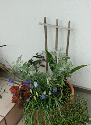 ムスカリ寄せ植え
