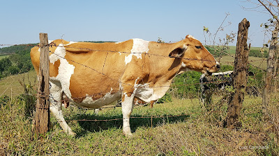 belo exemplar à margem da estrada