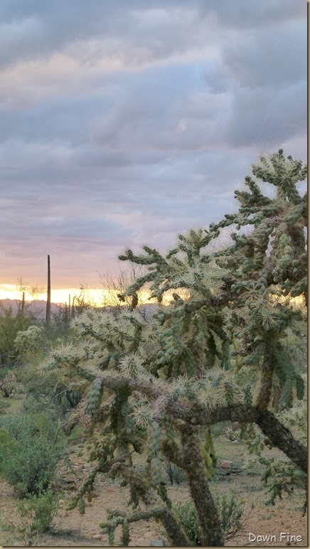 Saguaro NP West_095