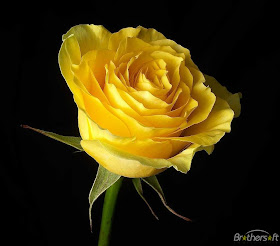 Beautiful Yellow Rose Flower Collections 27