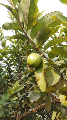 Guava, Peyara, Amrud