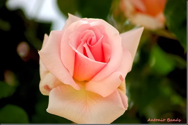 DSC_9786x1